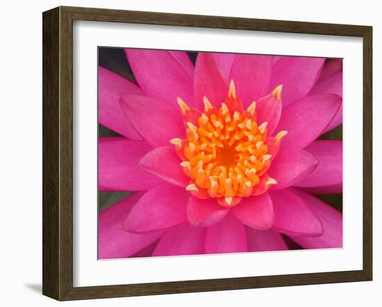 Hybrid Water Lily, Louisville, Kentucky, USA-Adam Jones-Framed Photographic Print