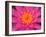 Hybrid Water Lily, Louisville, Kentucky, USA-Adam Jones-Framed Photographic Print