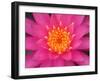 Hybrid Water Lily, Louisville, Kentucky, USA-Adam Jones-Framed Photographic Print