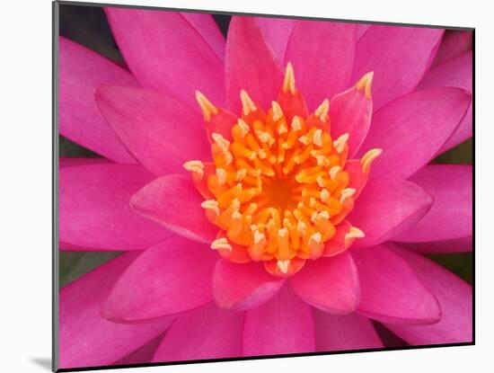 Hybrid Water Lily, Louisville, Kentucky, USA-Adam Jones-Mounted Photographic Print