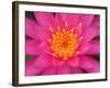 Hybrid Water Lily, Louisville, Kentucky, USA-Adam Jones-Framed Photographic Print