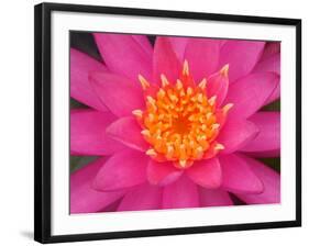 Hybrid Water Lily, Louisville, Kentucky, USA-Adam Jones-Framed Photographic Print