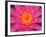 Hybrid Water Lily, Louisville, Kentucky, USA-Adam Jones-Framed Photographic Print