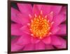 Hybrid Water Lily, Louisville, Kentucky, USA-Adam Jones-Framed Photographic Print