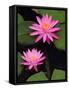 Hybrid Water Lily, Louisville, Kentucky, USA-Adam Jones-Framed Stretched Canvas