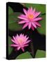 Hybrid Water Lily, Louisville, Kentucky, USA-Adam Jones-Stretched Canvas