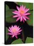 Hybrid Water Lily, Louisville, Kentucky, USA-Adam Jones-Stretched Canvas