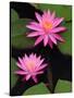 Hybrid Water Lily, Louisville, Kentucky, USA-Adam Jones-Stretched Canvas