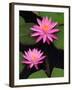 Hybrid Water Lily, Louisville, Kentucky, USA-Adam Jones-Framed Premium Photographic Print