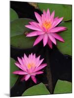 Hybrid Water Lily, Louisville, Kentucky, USA-Adam Jones-Mounted Premium Photographic Print