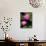 Hybrid Water Lily, Louisville, Kentucky, USA-Adam Jones-Mounted Premium Photographic Print displayed on a wall