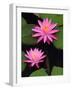 Hybrid Water Lily, Louisville, Kentucky, USA-Adam Jones-Framed Photographic Print