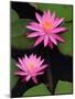 Hybrid Water Lily, Louisville, Kentucky, USA-Adam Jones-Mounted Photographic Print