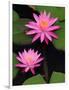 Hybrid Water Lily, Louisville, Kentucky, USA-Adam Jones-Framed Photographic Print
