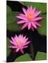 Hybrid Water Lily, Louisville, Kentucky, USA-Adam Jones-Mounted Photographic Print