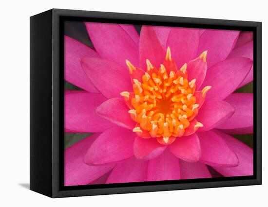 Hybrid Water Lily, Louisville, Kentucky, USA-Adam Jones-Framed Stretched Canvas