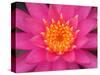 Hybrid Water Lily, Louisville, Kentucky, USA-Adam Jones-Stretched Canvas