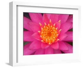 Hybrid Water Lily, Louisville, Kentucky, USA-Adam Jones-Framed Photographic Print