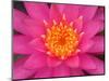 Hybrid Water Lily, Louisville, Kentucky, USA-Adam Jones-Mounted Photographic Print