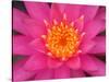 Hybrid Water Lily, Louisville, Kentucky, USA-Adam Jones-Stretched Canvas