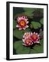 Hybrid Waterlillys, Indiana, USA-Adam Jones-Framed Photographic Print