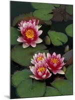 Hybrid Waterlillys, Indiana, USA-Adam Jones-Mounted Photographic Print