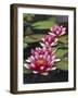 Hybrid waterlilys, Indiana, USA-Adam Jones-Framed Photographic Print