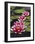 Hybrid waterlilys, Indiana, USA-Adam Jones-Framed Photographic Print