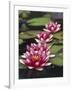 Hybrid waterlilys, Indiana, USA-Adam Jones-Framed Photographic Print