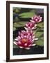 Hybrid waterlilys, Indiana, USA-Adam Jones-Framed Photographic Print