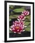 Hybrid waterlilys, Indiana, USA-Adam Jones-Framed Photographic Print