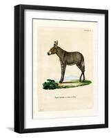 Hybridd Zebra-null-Framed Giclee Print