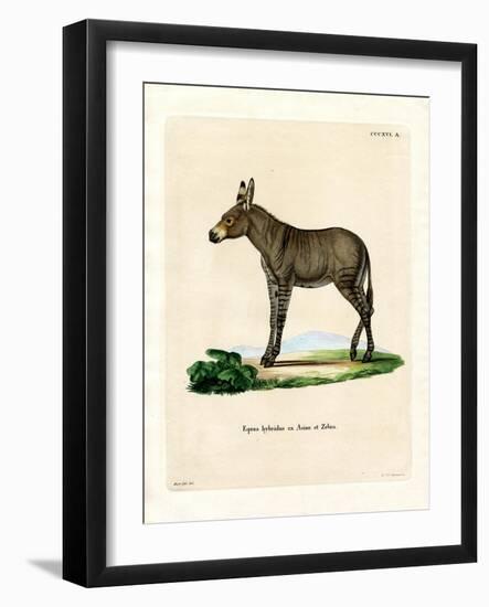 Hybridd Zebra-null-Framed Giclee Print