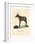 Hybridd Zebra-null-Framed Giclee Print