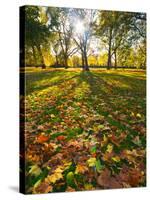 Hyde Park in Autumn, London, England, United Kingdom, Europe-Alan Copson-Stretched Canvas