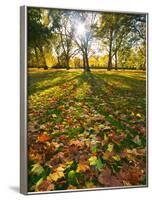 Hyde Park in Autumn, London, England, United Kingdom, Europe-Alan Copson-Framed Photographic Print
