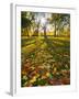 Hyde Park in Autumn, London, England, United Kingdom, Europe-Alan Copson-Framed Photographic Print