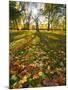 Hyde Park in Autumn, London, England, United Kingdom, Europe-Alan Copson-Mounted Photographic Print