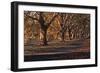 Hyde Park Morning-FS Studio-Framed Giclee Print