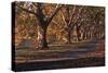 Hyde Park Morning-FS Studio-Stretched Canvas