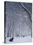 Hyde Park Snow Scene, London, England, UK-Neil Farrin-Stretched Canvas