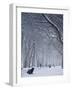 Hyde Park Snow Scene, London, England, UK-Neil Farrin-Framed Photographic Print