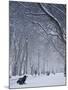 Hyde Park Snow Scene, London, England, UK-Neil Farrin-Mounted Photographic Print