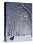 Hyde Park Snow Scene, London, England, UK-Neil Farrin-Stretched Canvas