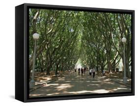 Hyde Park, Sydney, New South Wales, Australia, Pacific-Neale Clarke-Framed Stretched Canvas