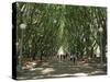 Hyde Park, Sydney, New South Wales, Australia, Pacific-Neale Clarke-Stretched Canvas