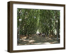 Hyde Park, Sydney, New South Wales, Australia, Pacific-Neale Clarke-Framed Photographic Print