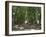 Hyde Park, Sydney, New South Wales, Australia, Pacific-Neale Clarke-Framed Photographic Print