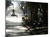 Hyde Park, Sydney, New South Wales, Australia, Pacific-Mark Mawson-Mounted Premium Photographic Print