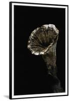 Hydnellum Concrescens (Zoned Tooth Fungus)-Paul Starosta-Framed Premium Photographic Print